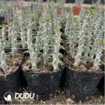 Alluaudia procera(5pcs/pot)