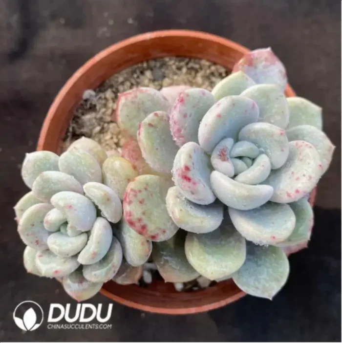 PachyphytumPachyphytum Egret Double Head - Image 1