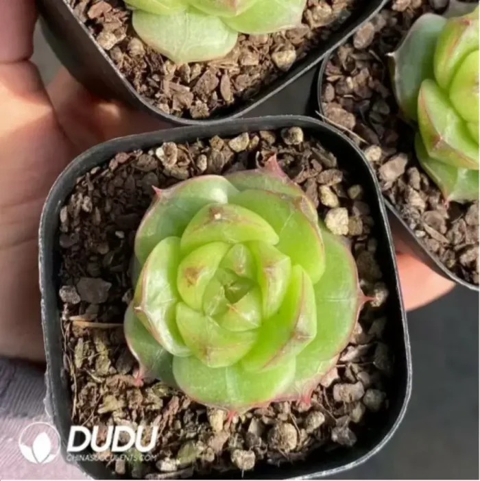 1-84.webp Echeveria Lingbao Jenny - Image 1