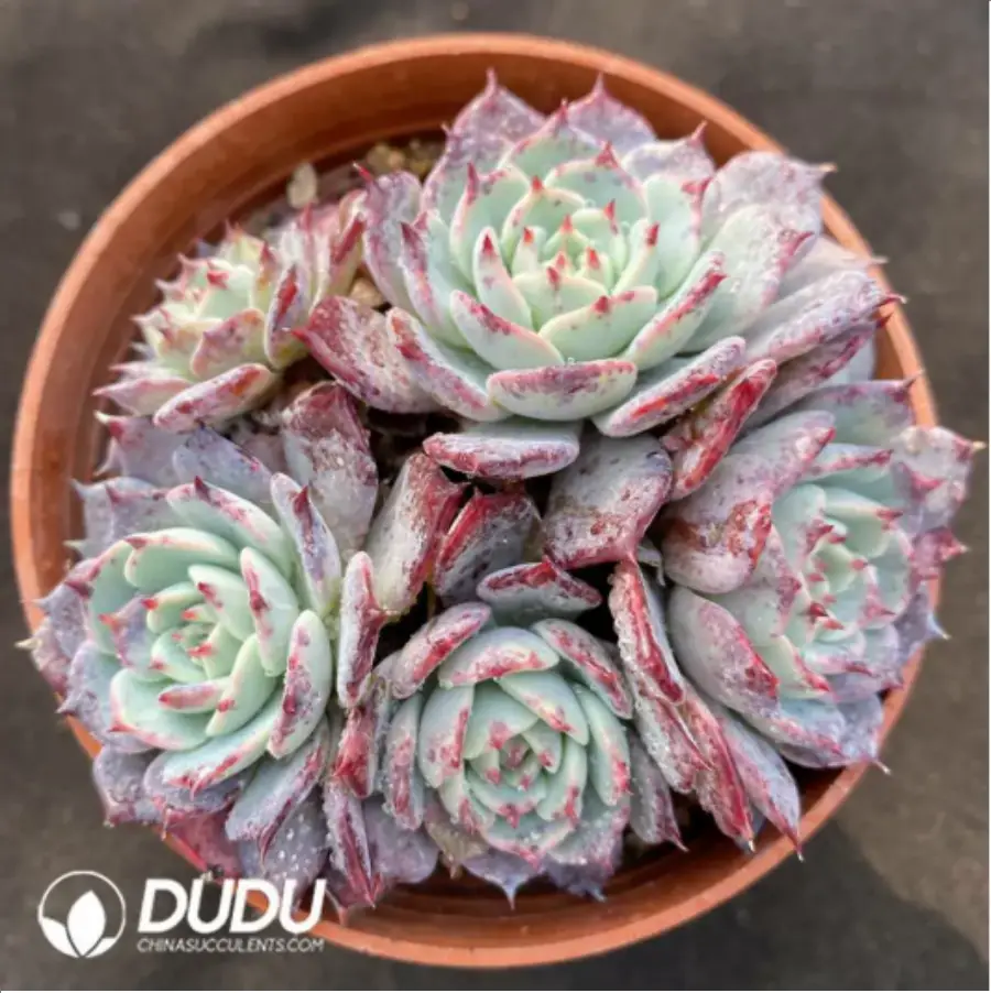 1-842.webp Echeveria Laulensis - Image 1