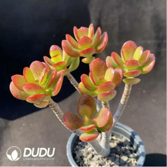 1-845.webp Echeveria Red Border Hibiscus Moonlit Night Clustering - Image 1