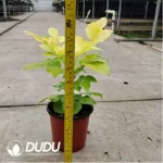 5.14/Pcs Radermachera Gold hainanensis Merr.(Plant)(100Pcs??