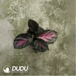 1.71/Pcs Marantaceae Calathea roseopicta"Crimson Green"(Reservations required)(Plant)(100Pcs??