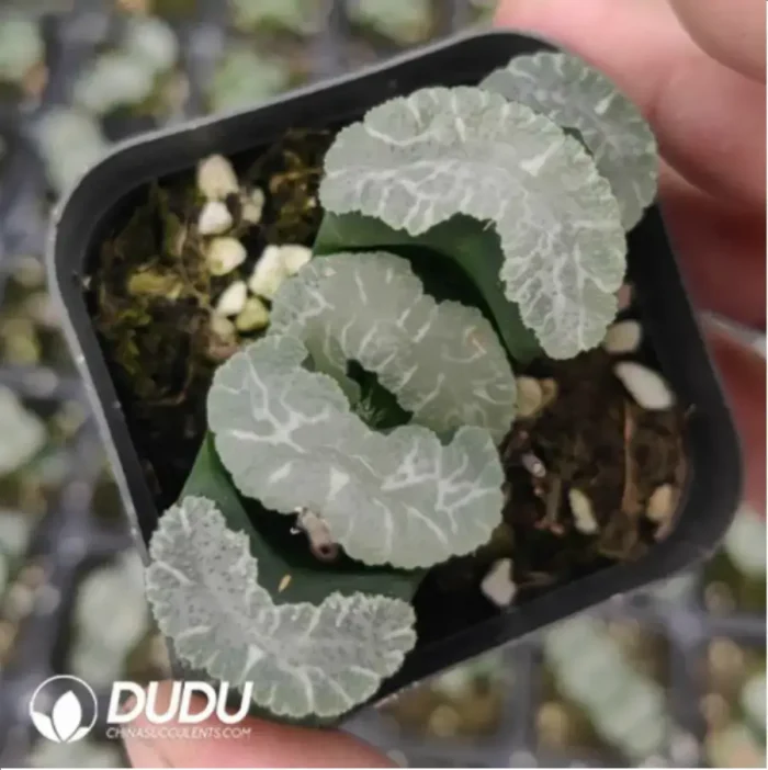 Haworthia Giant Soldiers - Image 1