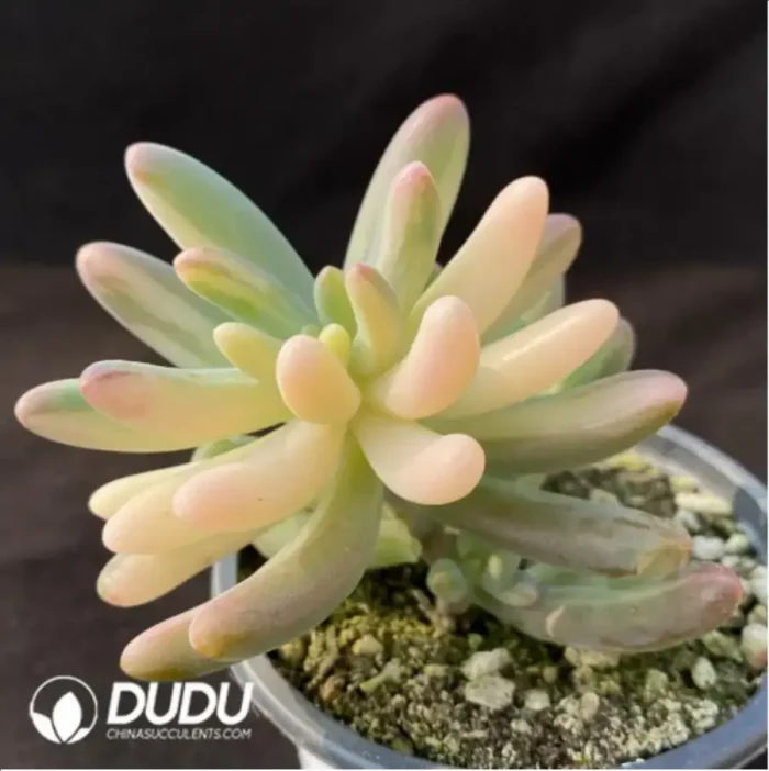 1-86.webp Sedum Pachyphyllum Rose Variegated - Image 1