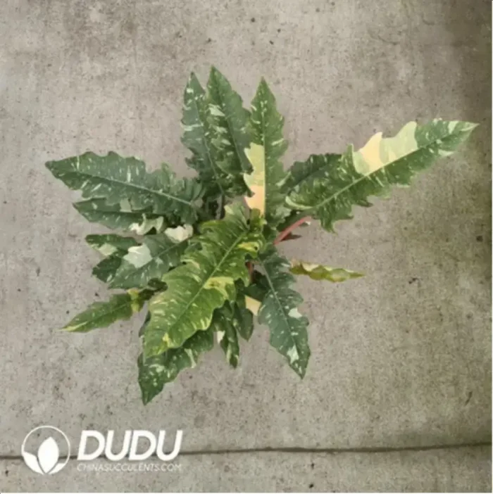 8.57/Pcs Philodendron Fire Velvet Philodendron(Reservations required)(Plant)(20Pcs?? - Image 1