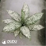 18/Pcs Rohdea japonica Blizzard Dieffenbachia(Plant)(20Pcs??