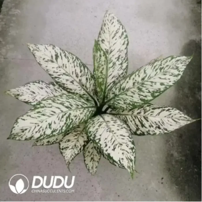 1-865.webp 18/Pcs Rohdea japonica Blizzard Dieffenbachia(Plant)(20Pcs?? - Image 1