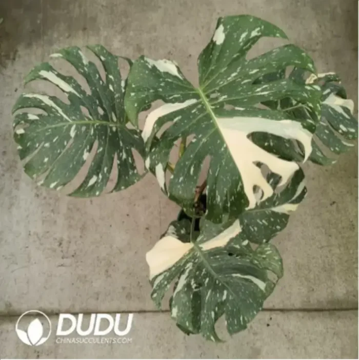 32.14/Pcs Monstera deliciosa Thai Constellation(Plant)(20Pcs?? - Image 1