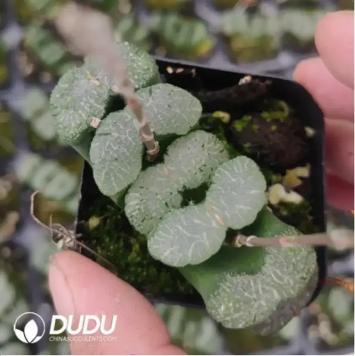 1-869.webp Haworthia Kui Wu Wan - Image 1