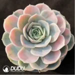 Echeveria Blue Surprise variegated