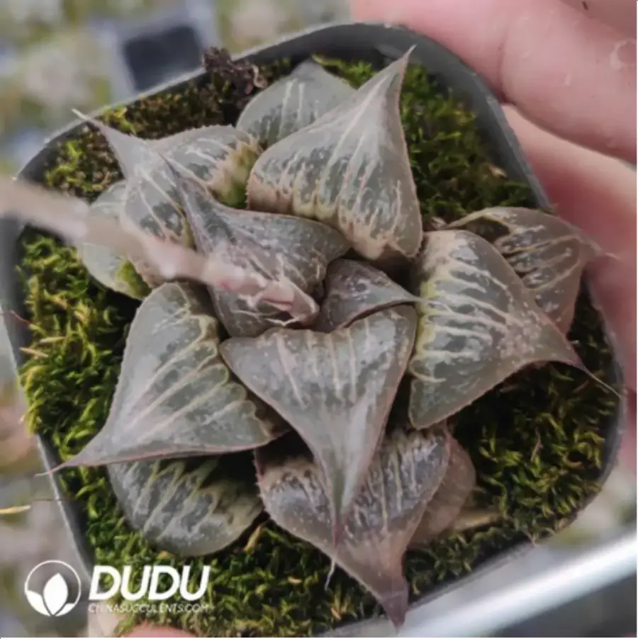 1-874.webp Haworthia Fairy - Image 1