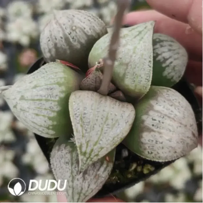 Haworthia Audrey - Image 1