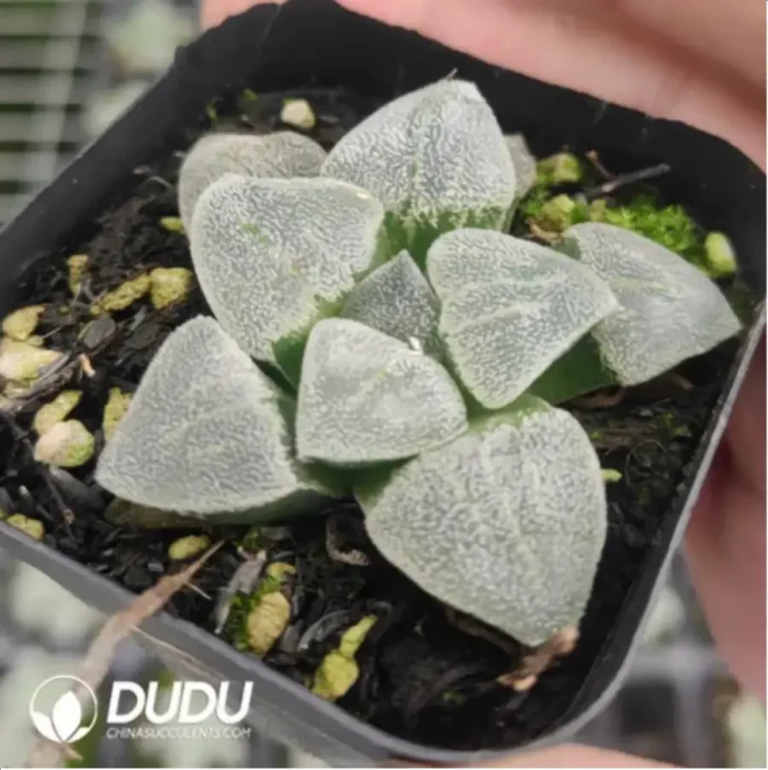 Haworthia Boomerang - Image 1