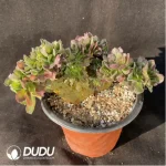 Aeonium Athena Cristata-6