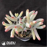 Cotyledon Orbiculata cv. Long Leaf Variegated