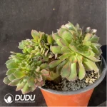 Aeonium Athena Cristata-4