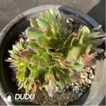 Aeonium Athena Cristata-3