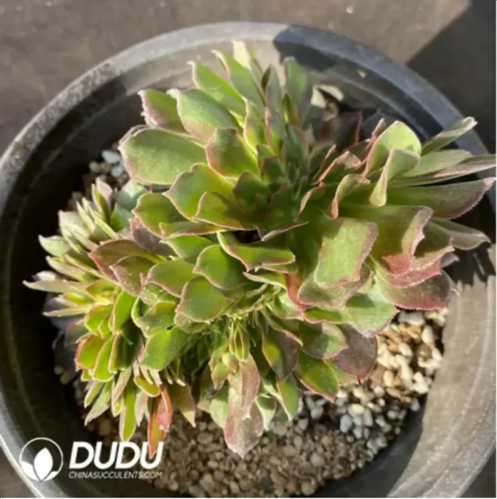 Aeonium Athena Cristata-3 - Image 1