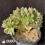 Aeonium Goddess Cristata-2