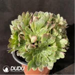 Aeonium Machilus Nanmu Clustering-1