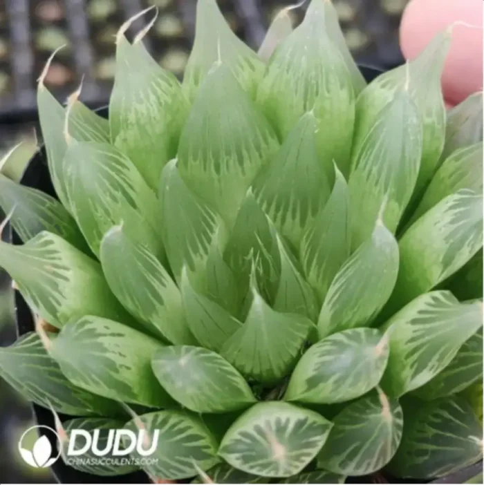 1-888.webp Haworthia Milk - Image 1