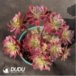 Aeonium Mardi Gras 
Clustering