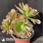 Aeonium Jade Clustering