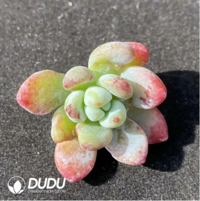 (1000pcs)$0.24/Pcs Echeveria clavatum Cutting - Image 1