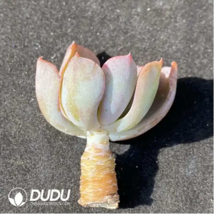 (1000pcs)$0.24/Pcs Echeveria Raindrops Cutting - Image 1