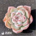 (1000pcs)$0.24/Pcs Echeveria Caroline Cutting