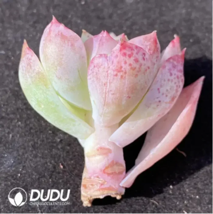 (1000pcs)$0.24/Pcs Echeveria Heaven World Cutting - Image 1