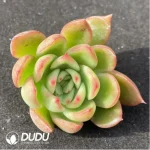 (1000pcs)$0.24/Pcs Echeveria Red Agavoides Cutting