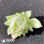 (1000pcs)$0.24/Pcs Echeveria Yuji Cutting