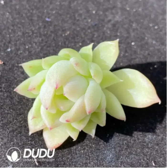 1-901.webp (1000pcs)$0.24/Pcs Echeveria Yuji Cutting - Image 1