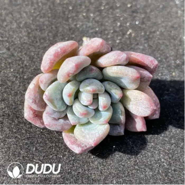 1-902.webp (1000pcs)$0.24/Pcs Echeveria Flower Milk Variegata Cutting - Image 1