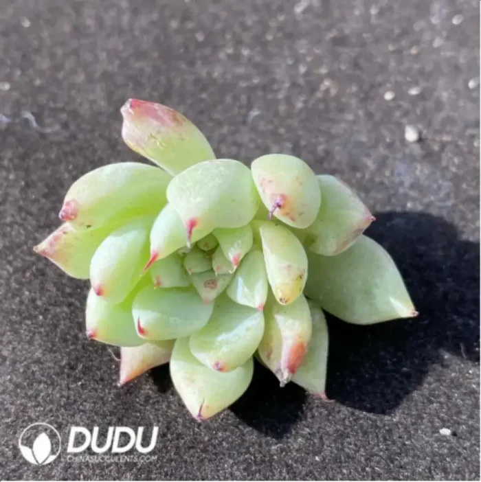 1-907.webp (1000pcs)$0.24/Pcs Echeveria Cuspidata Var.Zaragozae Cutting - Image 1