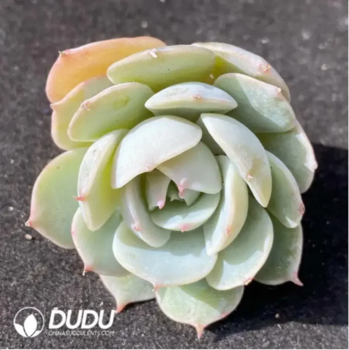 (1000pcs)$0.24/Pcs Echeveria Lola Cutting - Image 1