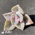 (1000pcs)$0.24/Pcs Echeveria Atropurpurea Cutting