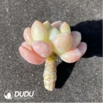 (1000pcs)$0.24/Pcs Pachyphytum Caviar Cutting