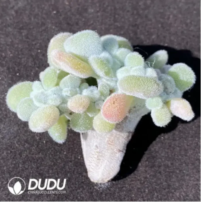 1-923.webp (1000pcs)$0.24/Pcs Echeveria Pulvinata Frosty Cutting - Image 1