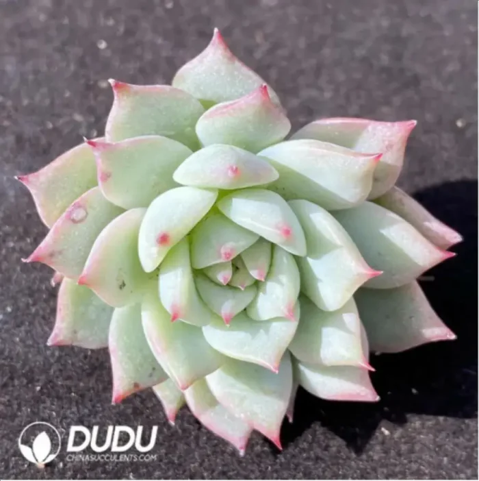1-925.webp (1000pcs)$0.24/Pcs Echeveria Crystal Rose Cutting - Image 1