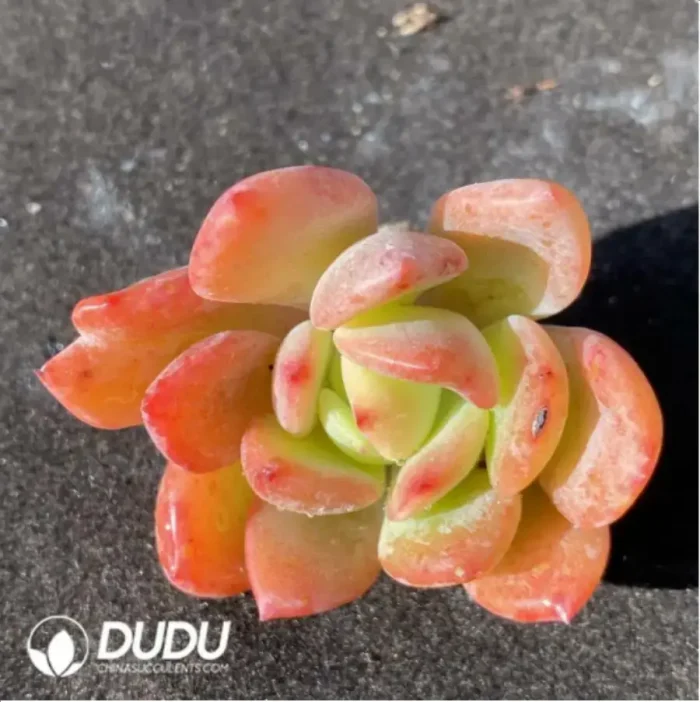 (1000pcs)$0.24/Pcs Echeveria Bestie Cutting - Image 1