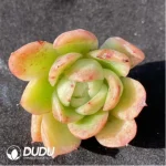 (1000pcs)$0.24/Pcs Echeveria Agavoides Cutting