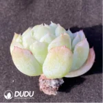 (1000pcs)$0.24/Pcs Echeveria Berry Cutting