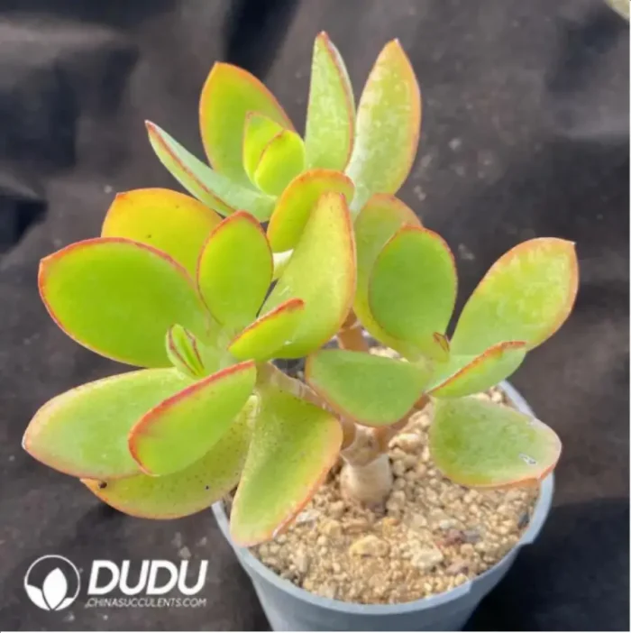 Crassula Portulacea Clustering - Image 1