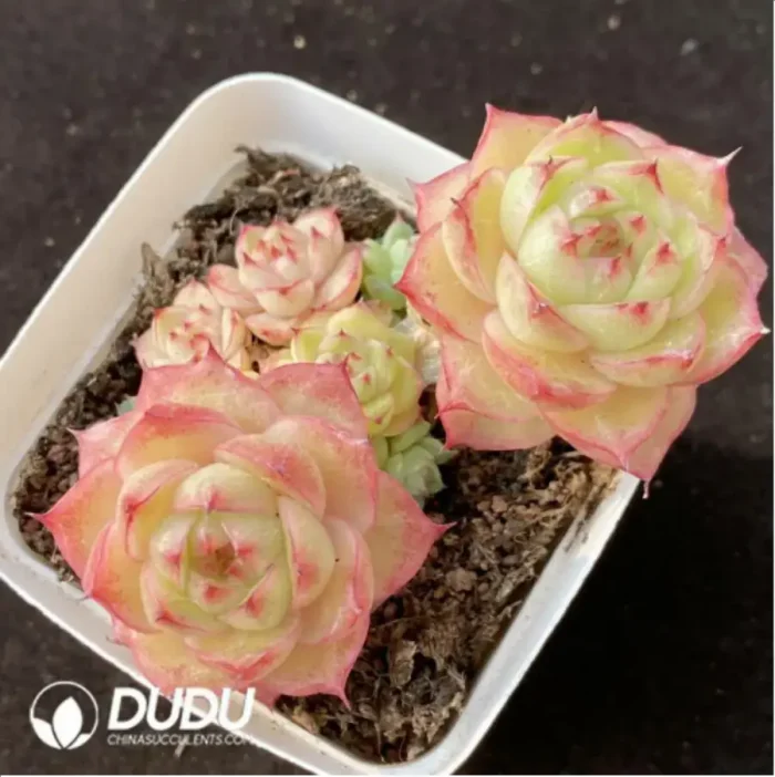 Echeveria Cherry Blossom Tree Double Head - Image 1