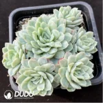 Echeveria Hades Clustering