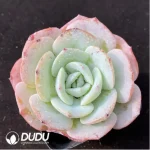 Echeveria Yellow peach milk tea