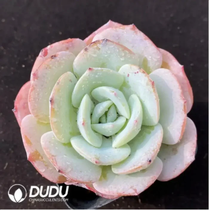 1-960.webp Echeveria Yellow peach milk tea - Image 1